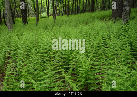 Ferns, Dennstaedtia punctilobula, Hay-scented Fern, covering forest floor in spring, Pennsylvania. USA. Stock Photo