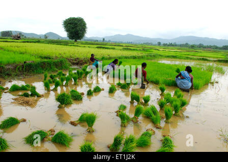 Ho tribes women working in paddy field ; Chakradharpur ; Jharkhand ; India Stock Photo