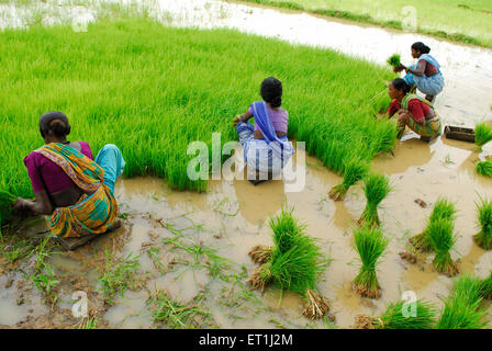 Ho tribes women working in paddy field ; Chakradharpur ; Jharkhand ; India - soa 169090 Stock Photo