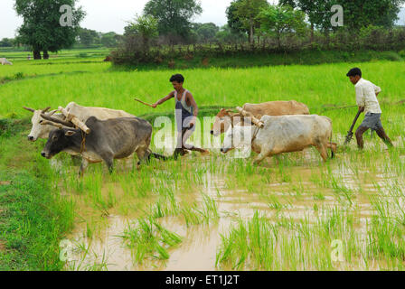 Ho tribes men with bullocks in paddy field ; Chakradharpur ; Jharkhand ; India NO MR Stock Photo