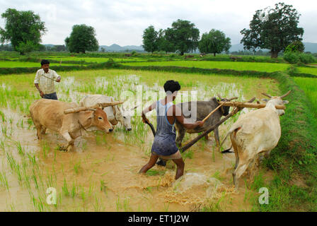 Ho tribes men with bullocks in paddy field ; Chakradharpur ; Jharkhand ; India NO MR Stock Photo