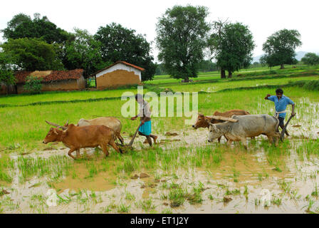 Ho tribes men with bullocks in paddy field ; Chakradharpur ; Jharkhand ; India NO MR Stock Photo