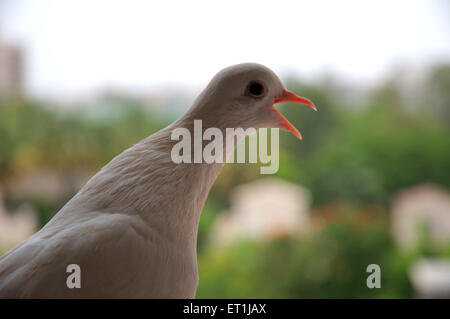 White pigeon, Albino pigeon, dove, white dove Stock Photo