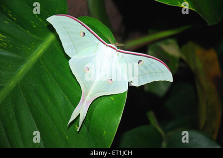 Moon moth, Luna moth, American moon moth, Nearctic moth, giant silk moth, Actias luna, Pachmarhi, Madhya Pradesh, India Stock Photo