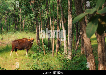 Gaur bovidae in satpura tiger reserve ; Madhai Piparia  Madhya Pradesh ; India 5 October 2008 Stock Photo