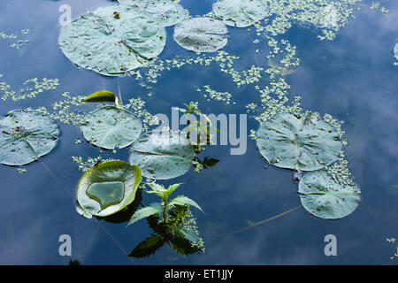 Water lily leaves closeup in a lake in Rochester, NY Stock Photo