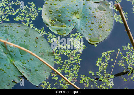 Water lily leaves closeup in a lake in Rochester, NY Stock Photo