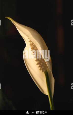 Peace lily, plant, Spathiphyllum, one white flower on black background