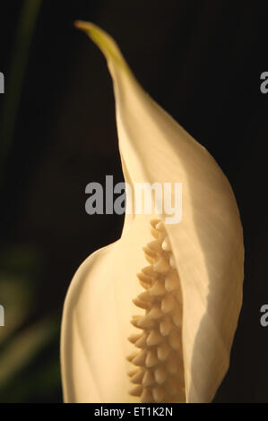 Peace lily, plant, Spathiphyllum, one white flower on black background