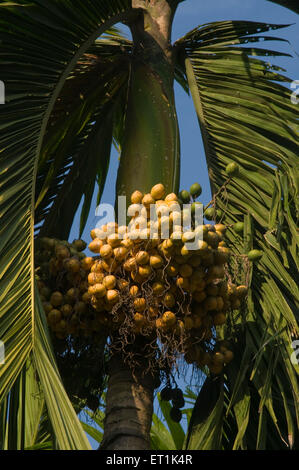 betel nut tree Divyagar Maharashtra India Asia Stock Photo