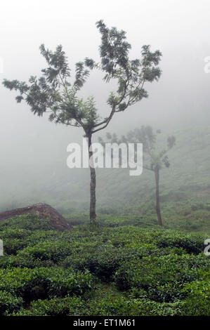 Tea Garden in fog with two small delicate trees making the landscape Munnar Kerala India Asia Stock Photo