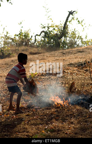 boy burning dry leaves ; Anjarle village ; district Dapoli ; Maharashtra ; India Stock Photo