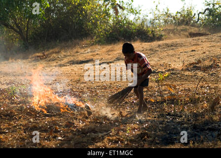 boy burning dry leaves ; Anjarle village ; district Dapoli ; Maharashtra ; India Stock Photo