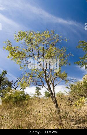 tree at Gavilgad fort, Chikhaldara, hill station, Satpura Range, Deccan plateau, Amravati, Maharashtra, India, Asia Stock Photo