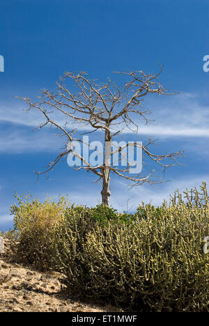 silk cotton tree at Gavilgad fort, Chikhaldara, hill station, Satpura Range, Deccan plateau, Amravati, Maharashtra, India, Asia Stock Photo