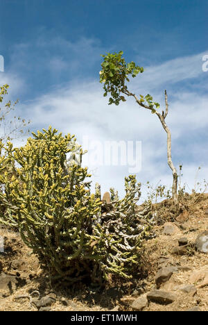 Cactus at Gavilgad fort, Chikhaldara, hill station, Satpura Range, Deccan plateau, Amravati, Maharashtra, India, Asia Stock Photo