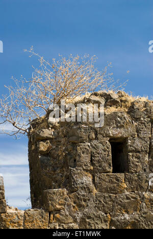 Dried bush on wall of Gavilgad fort at Chikhaldara ; district Amravati ; Maharashtra ; India Stock Photo