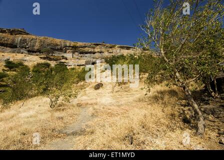 Girijatmaj Ashtavinayak Temple, Ganesha Temple, Ganesa Lena, Ganesh Pahar Caves, Lenyadri, Golegaon, Junnar, Pune, Maharashtra, India, Asia Stock Photo