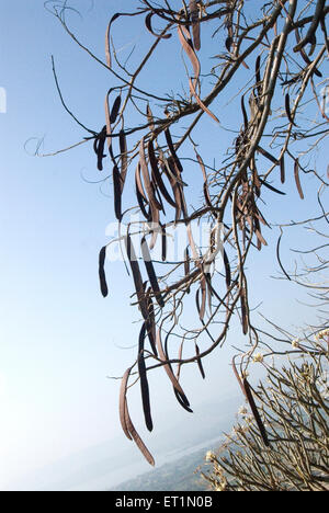 gulmohar tree pods delonix regia Stock Photo