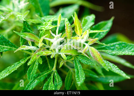 Dewdrops on nirgud or vitex negundo linn trees leaf Stock Photo