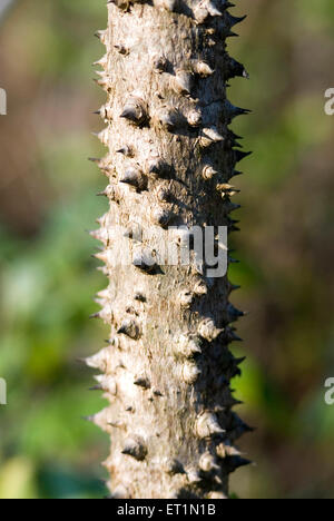 Close up of silk cotton tree bark showing the rough texture Stock Photo ...