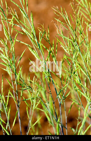 mohari plant, black mustard plant, Brassica nigra, Lanja, Ratnagiri, Maharashtra, India Stock Photo