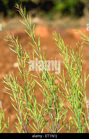 mohari plant, black mustard plant, Brassica nigra, Lanja, Ratnagiri, Maharashtra, India Stock Photo