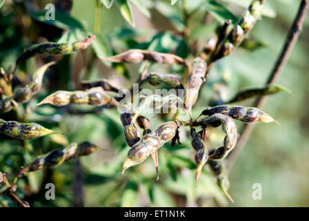 Pods of pigeon pea or tur Stock Photo