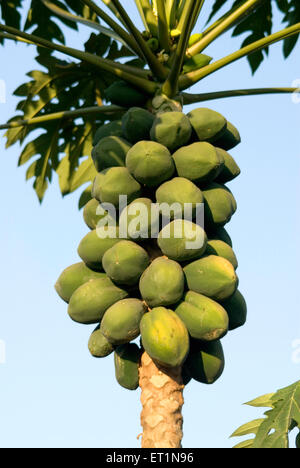 papaya fruit tree papaw pawpaw Stock Photo