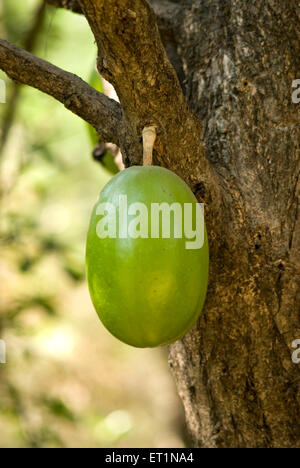 Crescentia cujete, calabash tree, beggars bowl tree, kamandalu tree Stock Photo