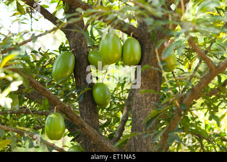 Crescentia cujete, calabash tree, beggars bowl tree, kamandalu tree Stock Photo