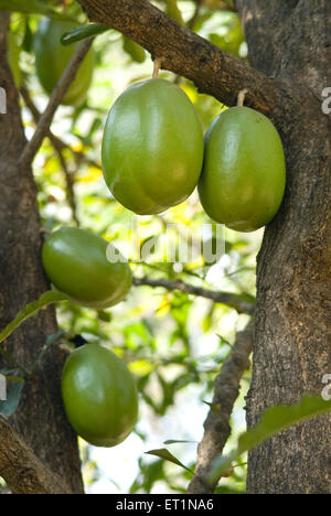 Crescentia cujete, calabash tree, beggars bowl tree, kamandalu tree Stock Photo