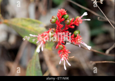 Sarpagandha flower, Indian snakeroot flower, Chandrabhaga  flower, Chhota Chandis flower, Rauwolfia serpentina plant, Stock Photo