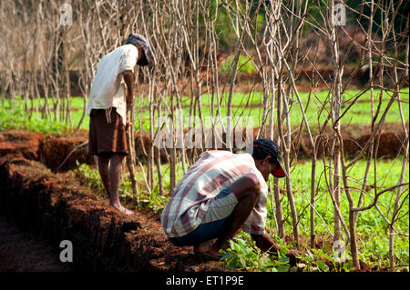 tree twigs fence ; farmer fencing field ; Lanja ; Ratnagiri ; Konkan ; Maharashtra ; India ; Asia Stock Photo