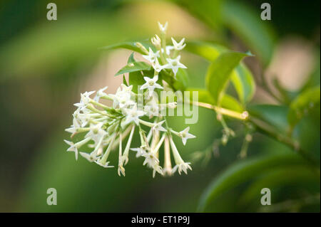 Ratrani flower, Cestrum nocturnum, lady of the night, night blooming jasmine, night blooming jessamine, night scented jessamine, night scented cestrum Stock Photo