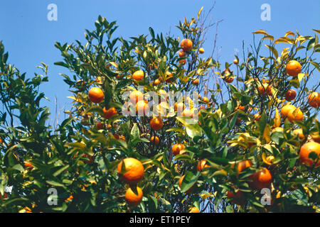 Cultivation of oranges in palampur ; Himachal Pradesh ; India Stock Photo