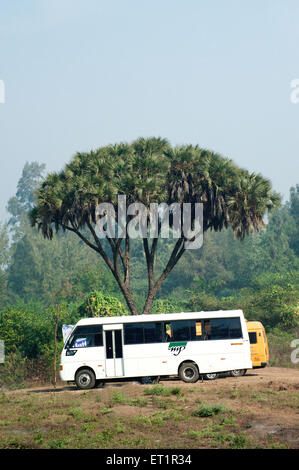 Bus parked below branching palm tree, East African doum palm, palm tree, hyphaene dichotoma, Alibag, Konkan, Maharashtra, India Stock Photo