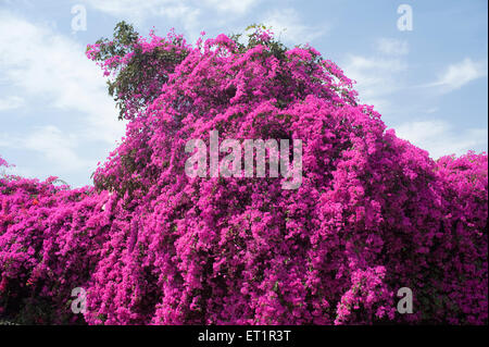 Bougainvillea vine bush tree flowers Stock Photo