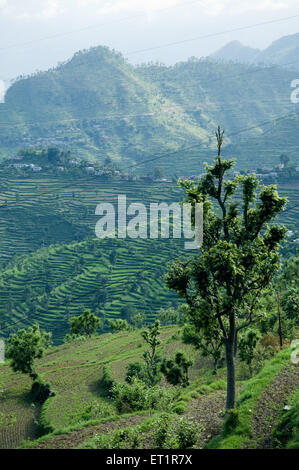 Himalayan valley, Almora, Uttarakhand, India, Asia, Asian, Indian Stock Photo
