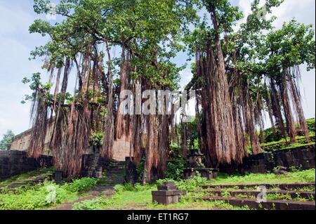 Big banyan tree ; Limb ; Satara ; Maharashtra ; India ; Asia ; Asian ; Indian Stock Photo