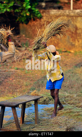 Threshing, Sindhudurg, Maharashtra, India, Asia, Asian, Indian Stock Photo