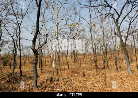 Forest in malshej ghat Maharashtra india Asia Stock Photo