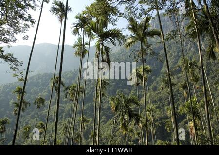 areca nut palm, betel palm, betel nut palm ; Areca palm ; Areca catechu ; Nilgiri Mountains ; Western Ghats ; Kerala ; India Stock Photo