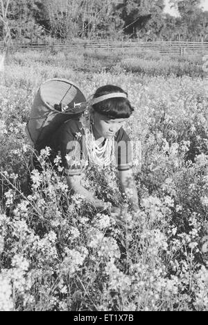 Lady of Mishmi tribe working mustard field in Lohit district ; Arunachal Pradesh ; India Stock Photo