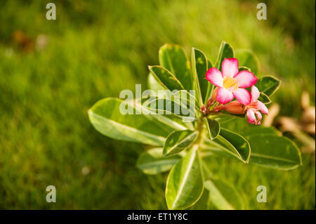 Desert Rose ; Adenium ; Adenium obesum ; Family Apocynaceae ;  Oleander family ; India Stock Photo