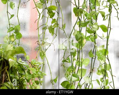 Money plant, Devil's ivy, Epipremnum aureum, arum family Araceae, green plant in front of window, India, Asia Stock Photo