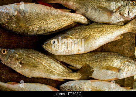 Indian Mackerel, Bangda Fish, for sale, Panjim, Panaji, Goa, India, Asia Stock Photo