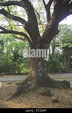 Tree trunk ; Sanjay Gandhi National Park ; Borivali National Park ; Borivali ; Bombay ; Mumbai ; Maharashtra ; India ; Asia ; Asian ; Indian Stock Photo