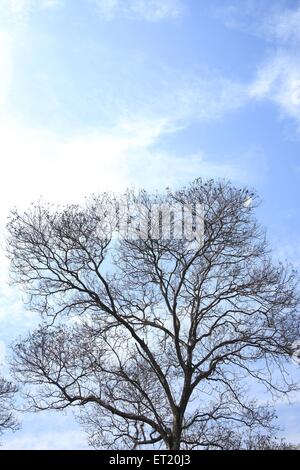 Tree branches ; Sanjay Gandhi National Park ; Borivali National Park ; Borivali ; Bombay ; Mumbai ; Maharashtra ; India ; Asia ; Asian ; Indian Stock Photo