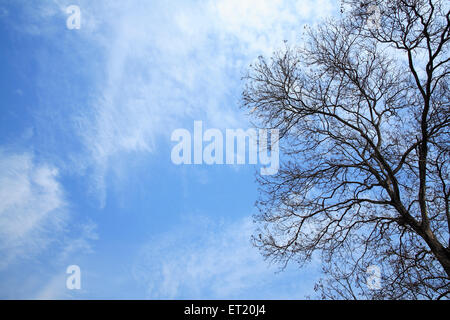 Tree branches ; Sanjay Gandhi National Park ; Borivali National Park ; Borivali ; Bombay ; Mumbai ; Maharashtra ; India ; Asia ; Asian ; Indian Stock Photo